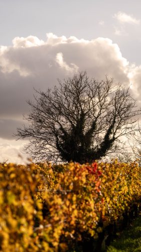 Presse-NWS28-081125-SgambatoMateo-0055